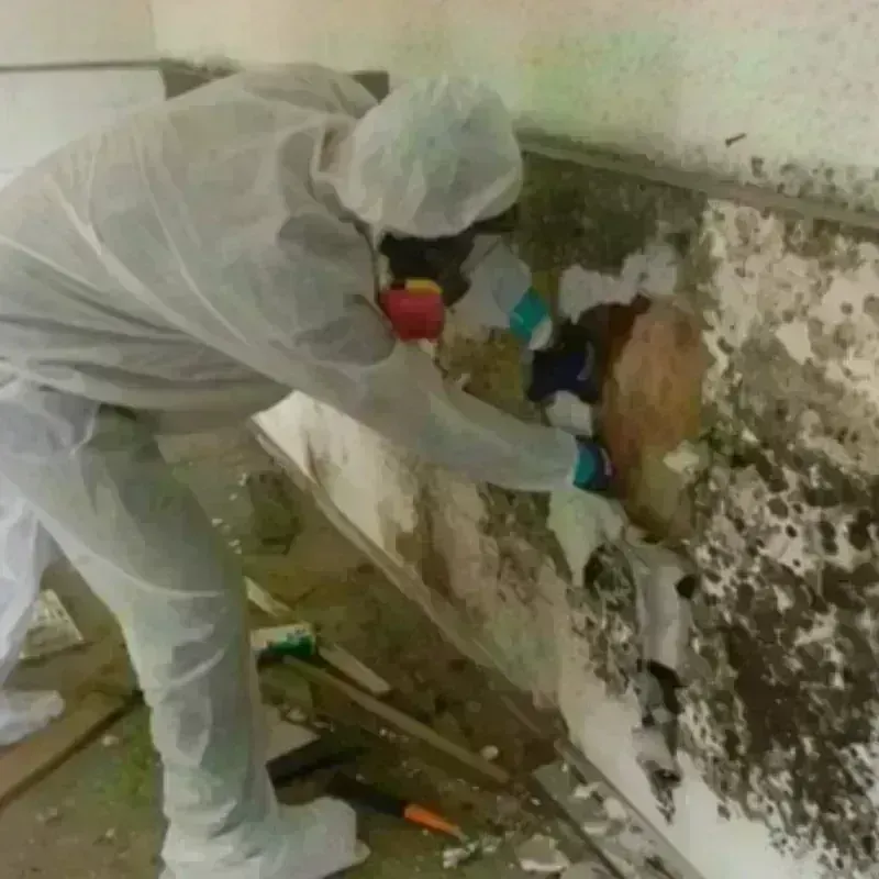 Mold Remediation and Removal in Deerfield Beach, FL